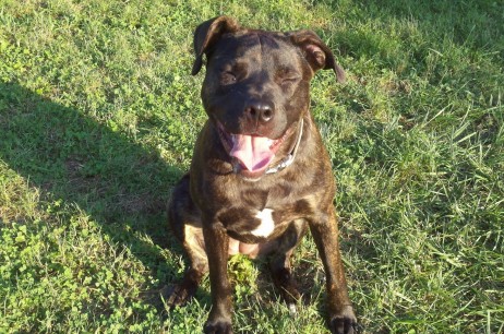 Bully Breed CGC Classes