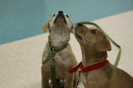Off-Leash Puppy Socialization Classes!