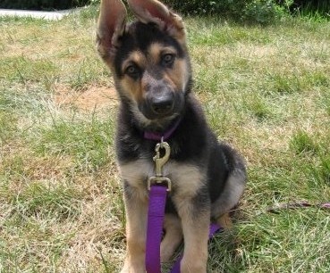 “Puppy Prodigy”