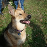 E-Collar Training vs. Clicker Training E-Collar Training vs. Clicker Training