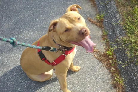 Barky Dogs – Reactivity Program