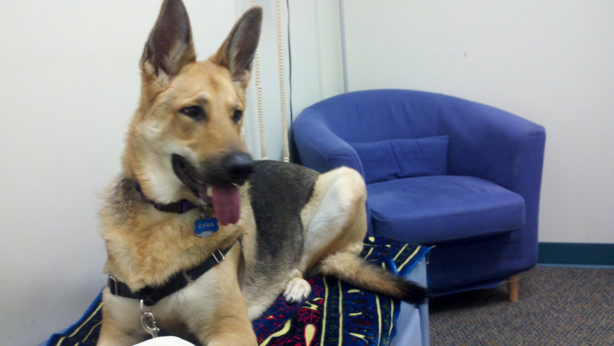 Kyra waiting patiently on the vet exam table