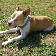 Happy Dog? Signs of Stress or Nervousness