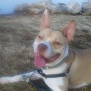 Group Training Walks & Barky Dogs – Level 2