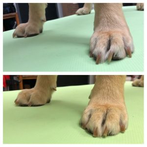 can i use an emery board on my dog nails